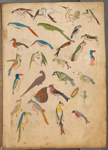 vogels van Stephan Schriber