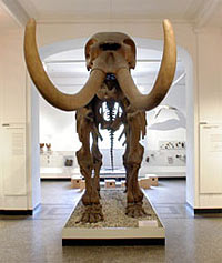 mastodont 1801