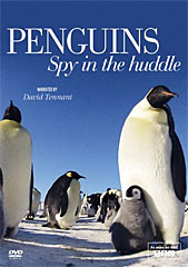 Penguins – Spy in the Huddle